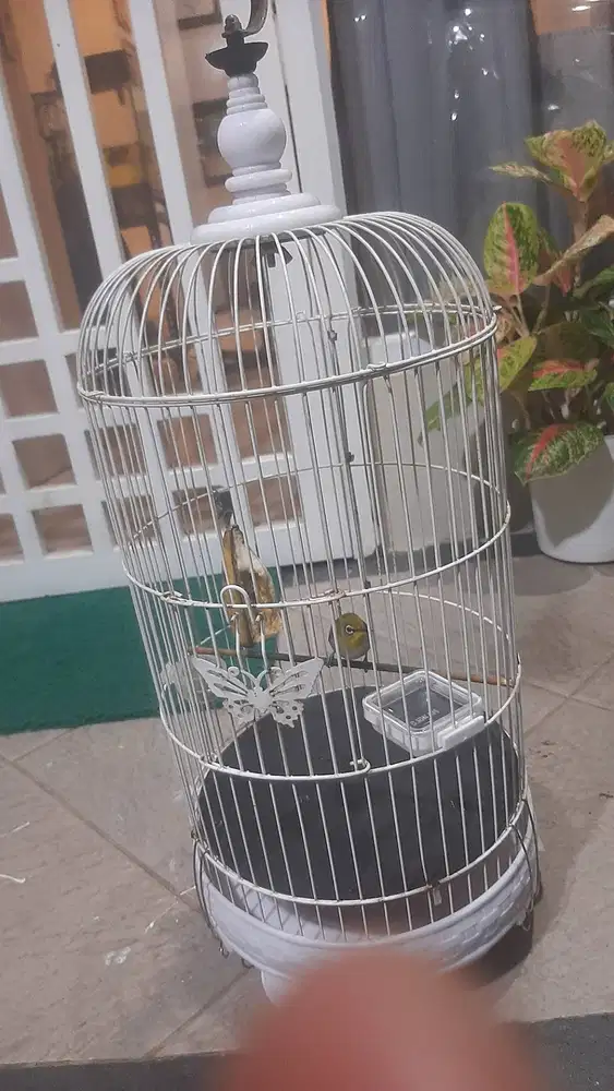 Jual sangkar burung pleci fullset