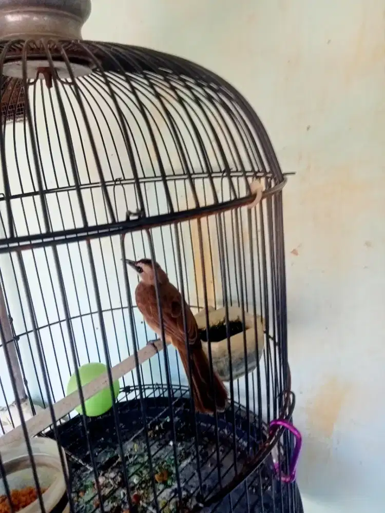 Burung trucukan rawatan lama kepantau ropel semi jinak bodi besar panj