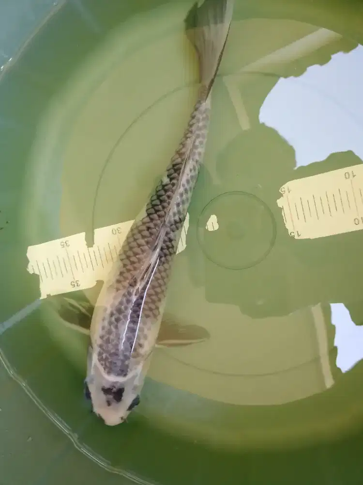 Ikan koi jenis Kage Shiro 37cm