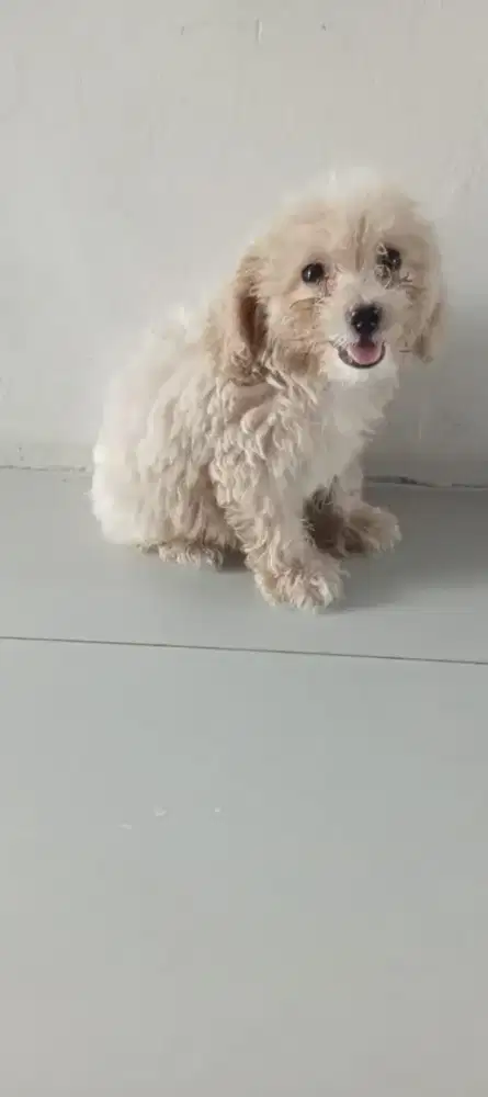Toy poodle putih dan fawn jantan