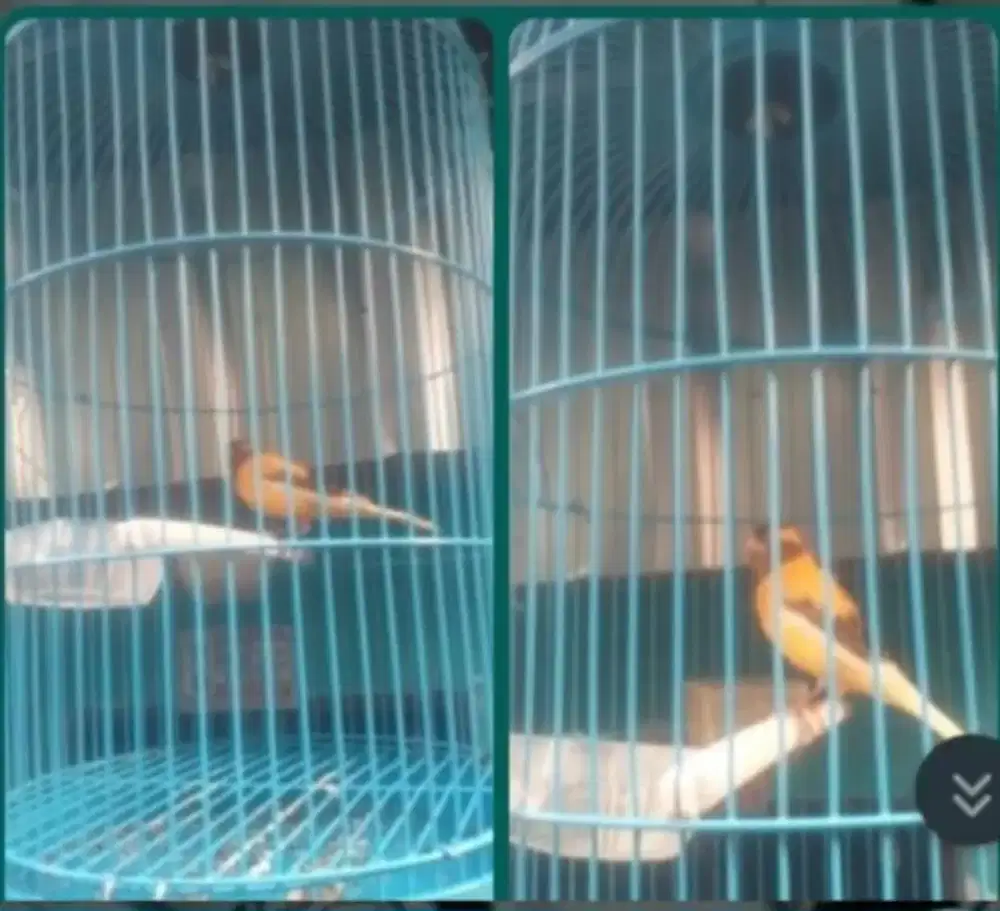 Burung kenari gacoran