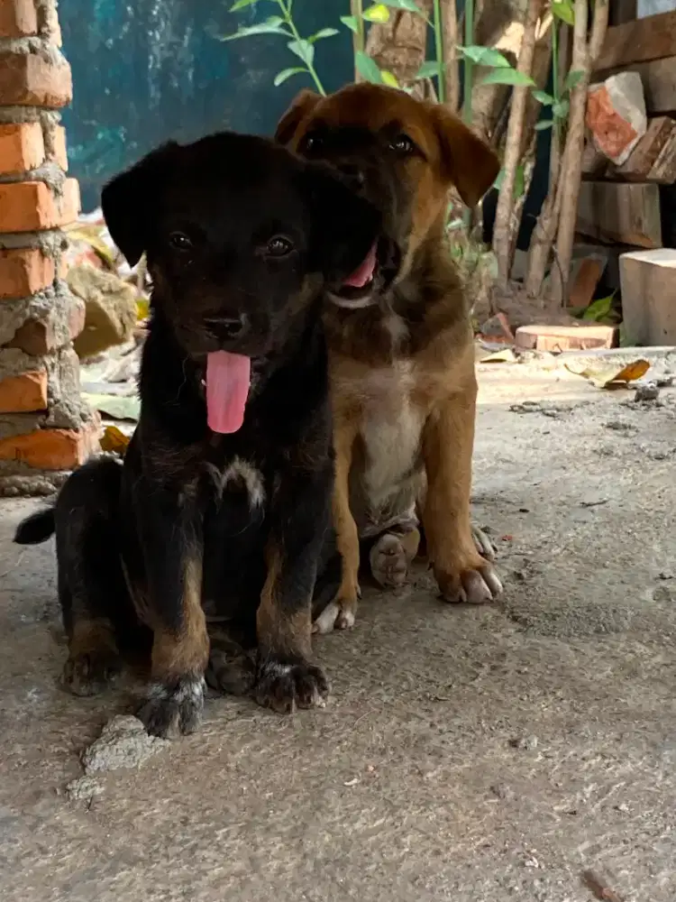 puppys keturunan gsd umur jalan 2 bulan
