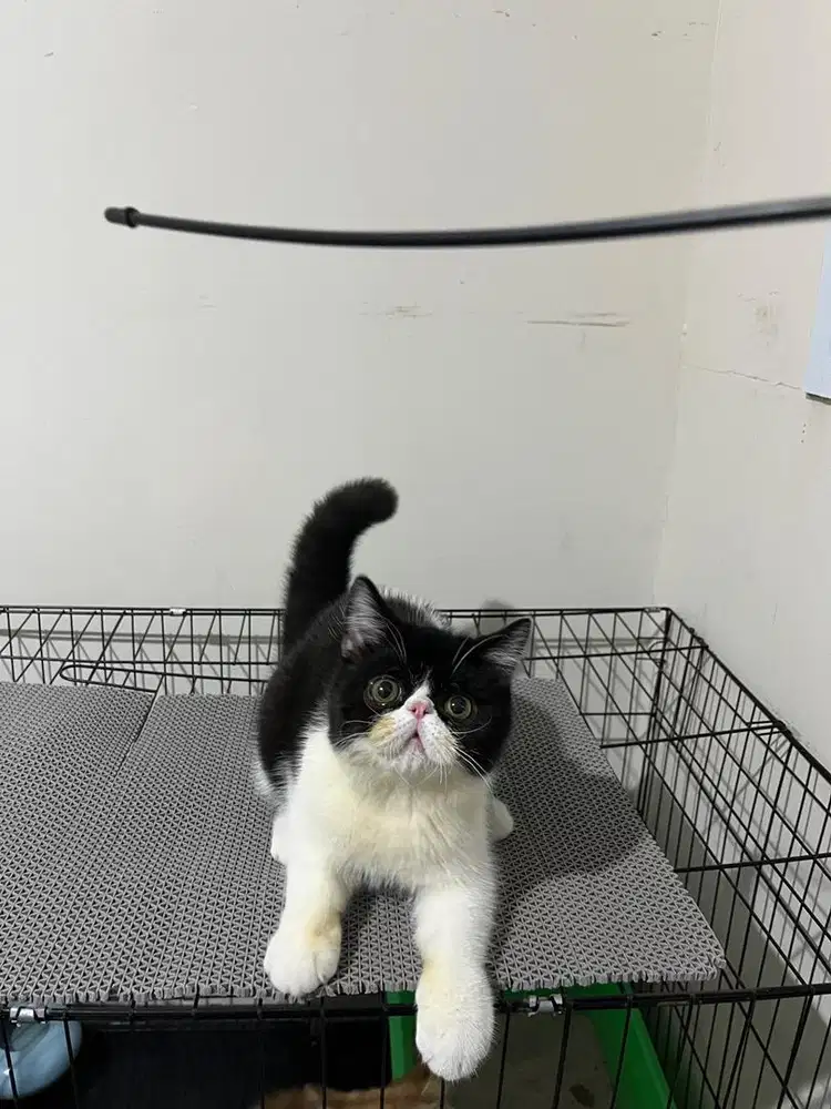 LEPAS ADOPSI EXOTIC SHORTHAIR/PEAKNOSE
