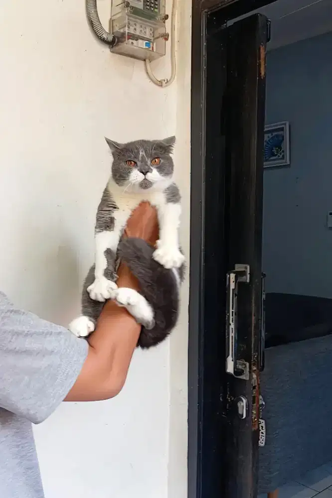 BRITISH SHORTHAIR / BSH BICOLOUR