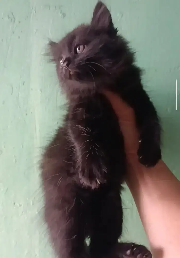 kitten blackdof longhair
