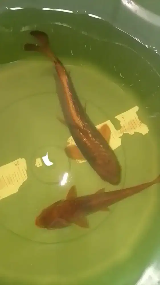 Ikan koi jenis Kawarimono Ginrin 31cm antik