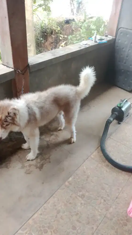 Di cari kennel boy