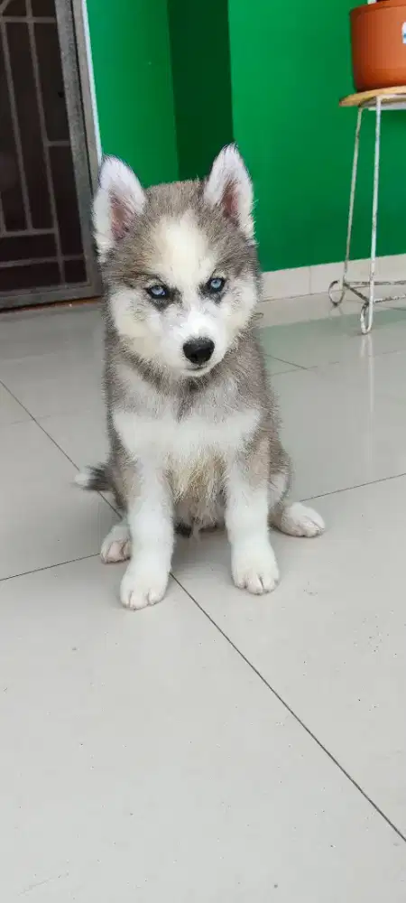ANJING SIBERIAN HUSKY