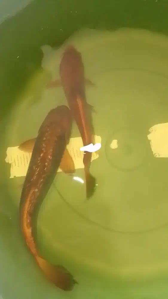 Ikan koi jenis Kawarimono size 31cm