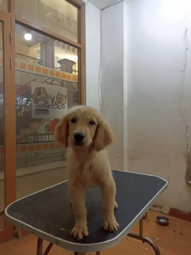 Gokden retriever