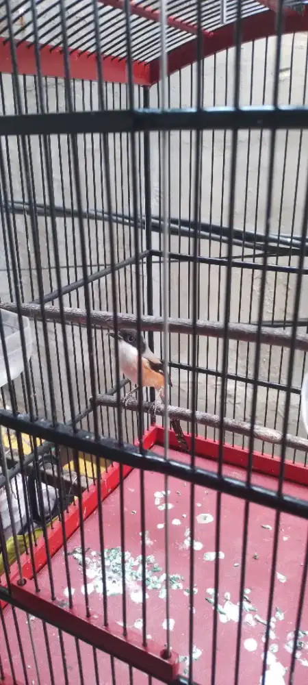 Jual burung pentet sembur