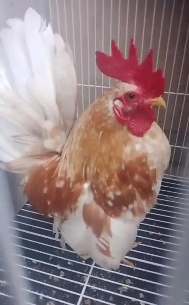 Kate Serama ORi...putih traju