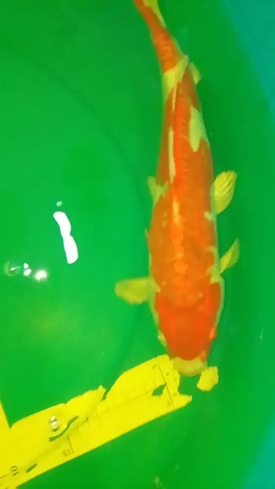 Ikan koi jenis Kujaku Doitsu 42cm