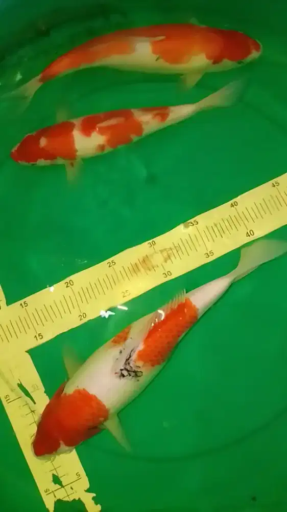 Ikan koi jenis Kohaku, Sanke 31-33cm