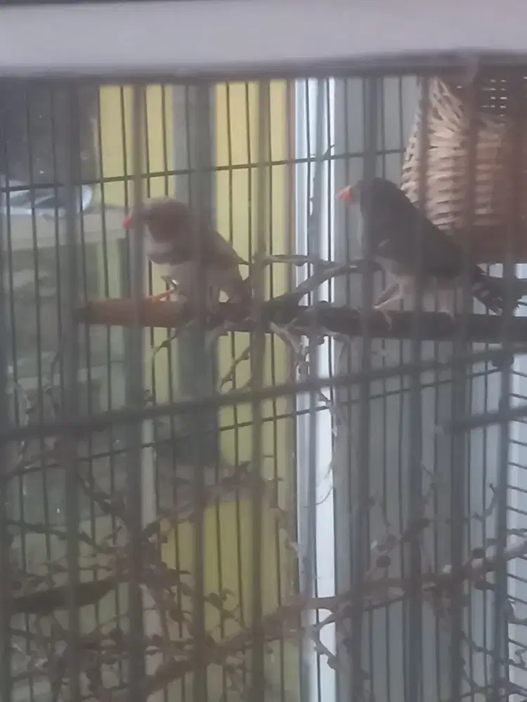 2 pasang zebra finch di borong kan