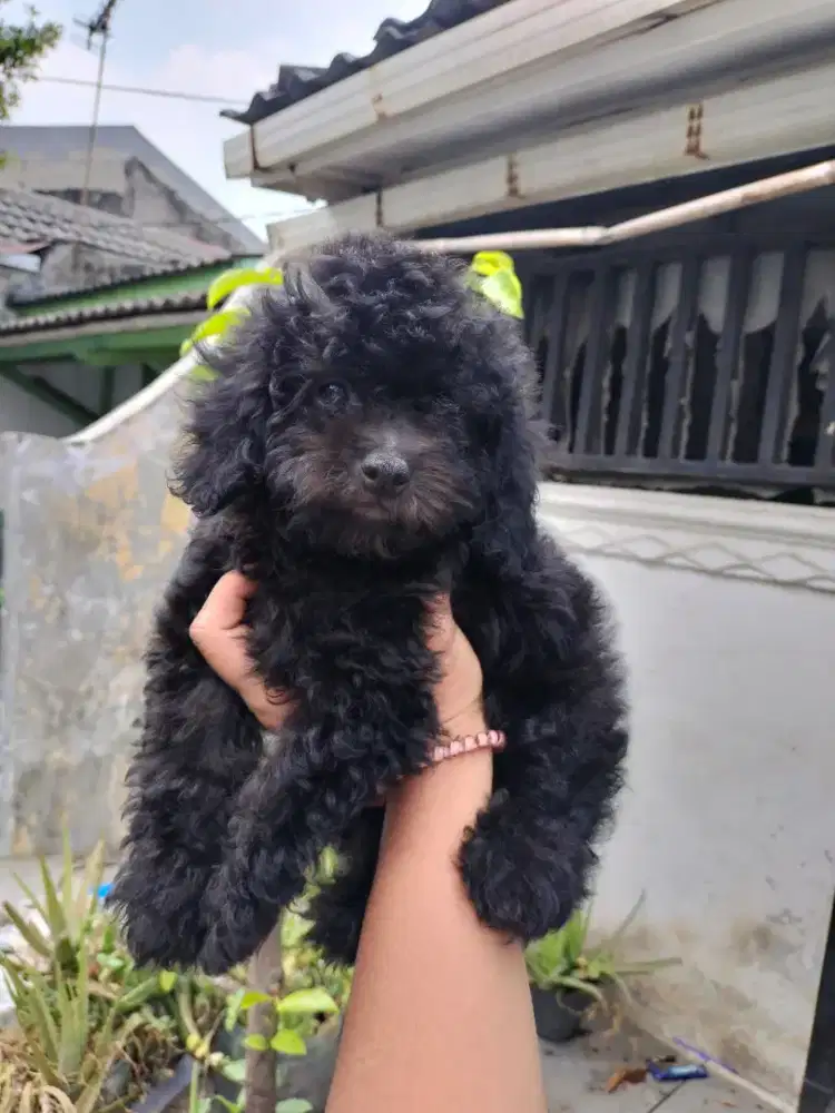 Ready anakan tiny poodle