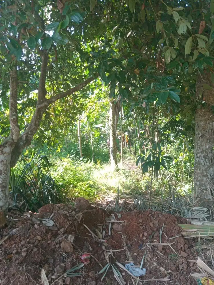 JUAL TANAH 3000m loc LAWANTAKA PANDEGLANG
