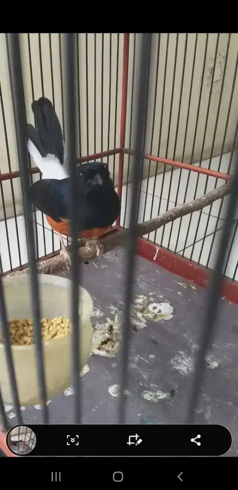 Burung murai medan jantan