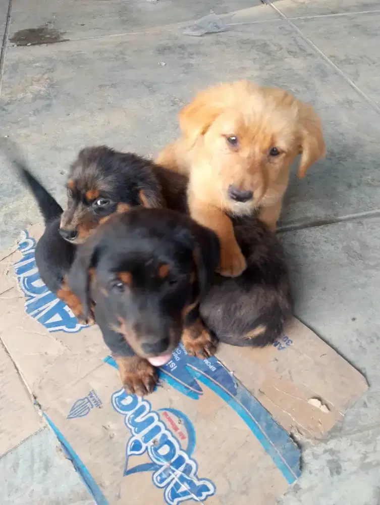 Anak anjing tekel kecil