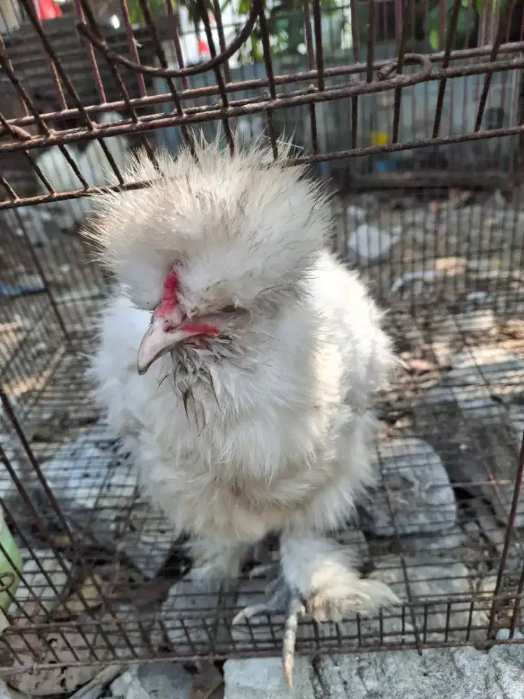 Ayam American Silkie