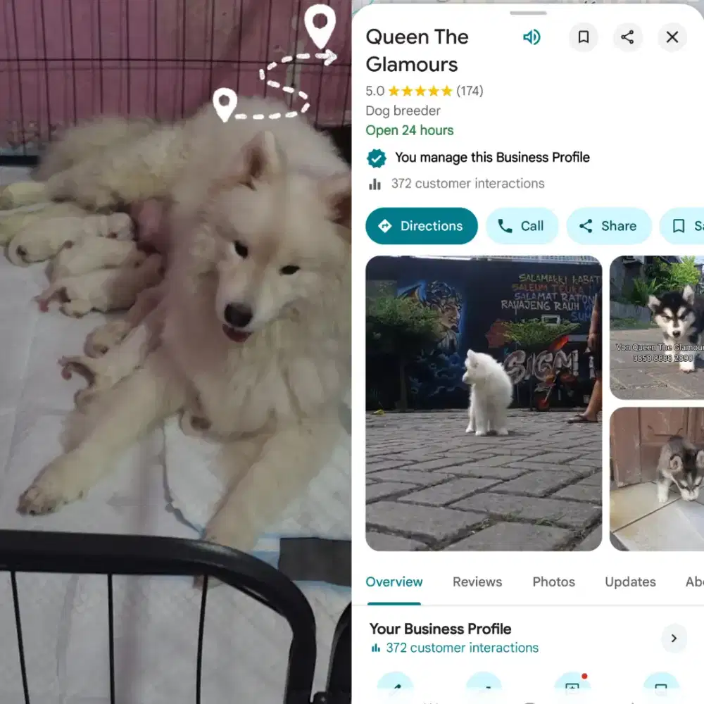 Anjing samoyed puppy samoyed