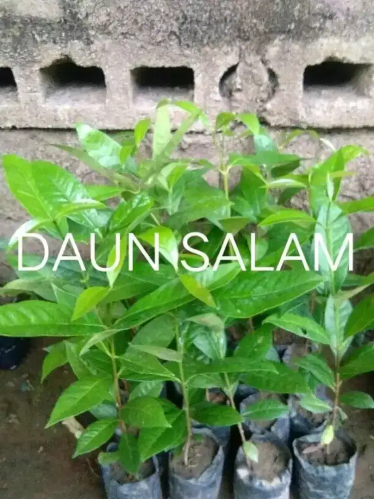 Guru mengaji panggilan bisa datang kerumah (privat)