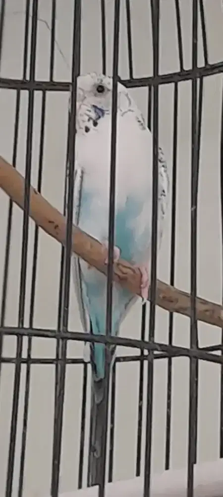 Burung Parkit Lokal