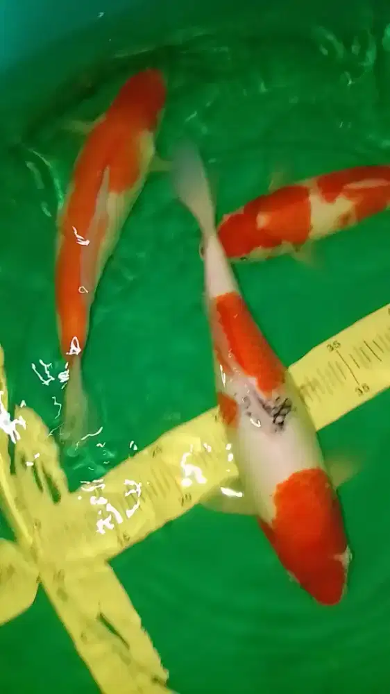 Ikan koi jenis Kohaku, Sanke 31-33cm