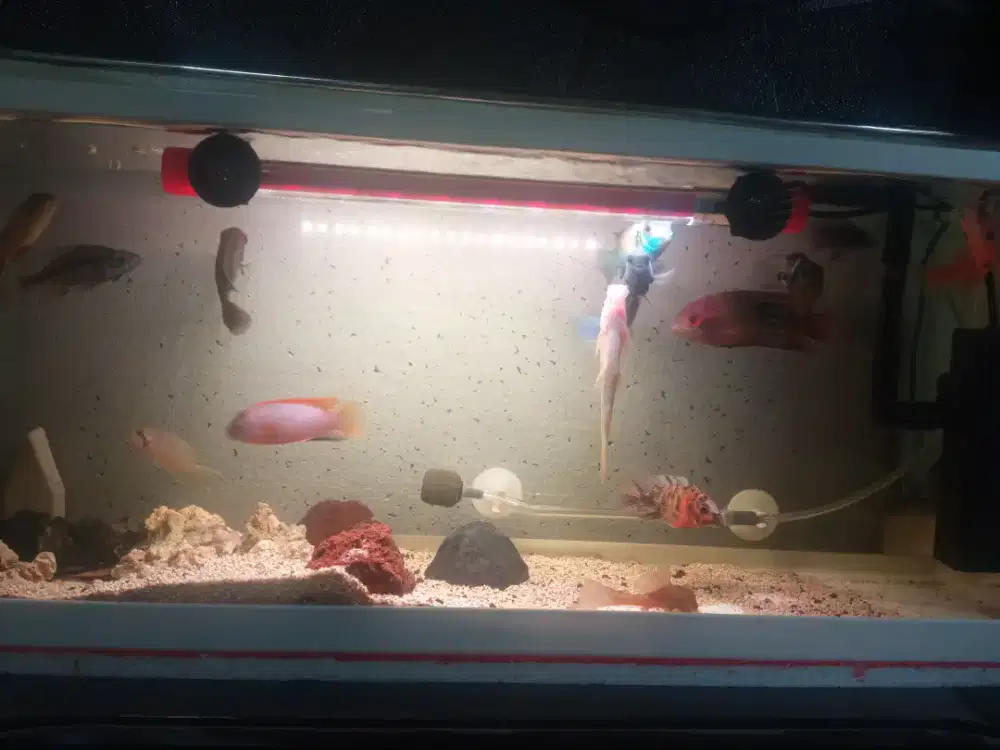 cichlid afrika dan amerika, rainbow kurumoy