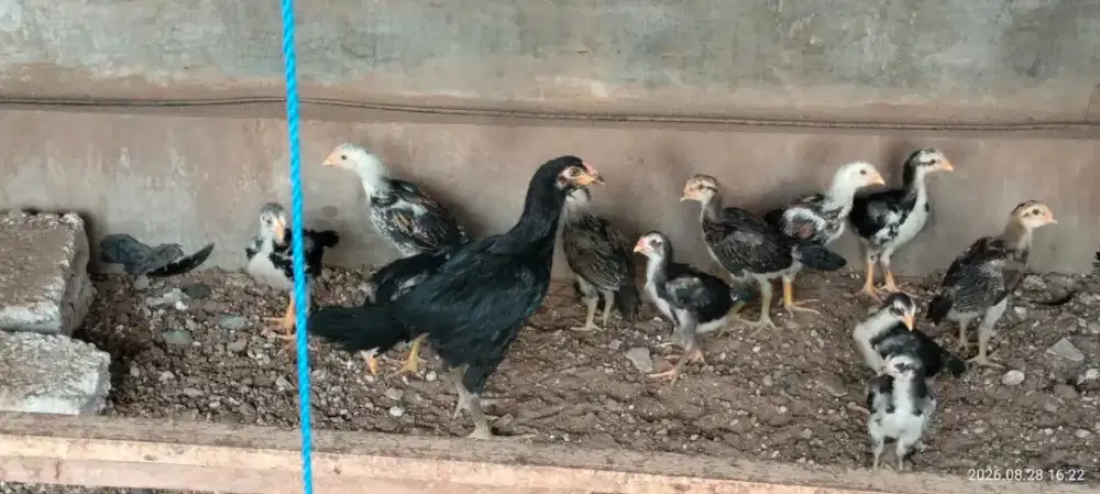 Jual anakan ayam mangun en Bangkok