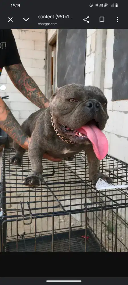 Exotic bully Jantan