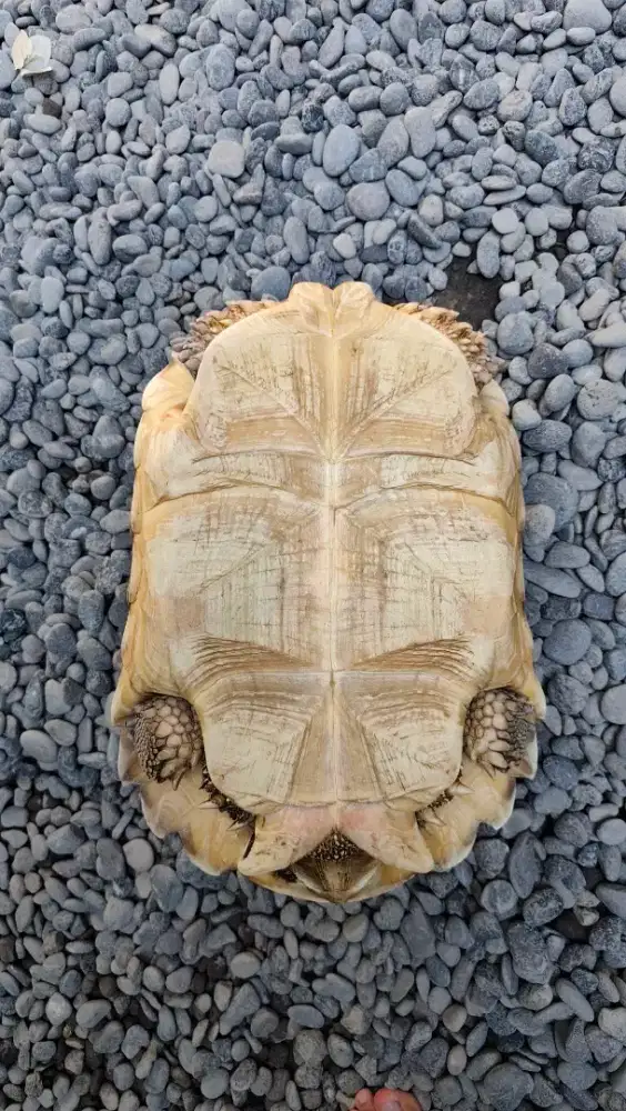 Sulcata Jantan 43cm