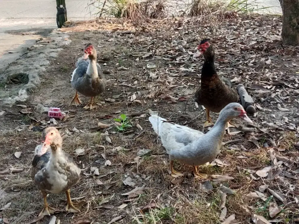 Mentok Rambon Jantan Betina