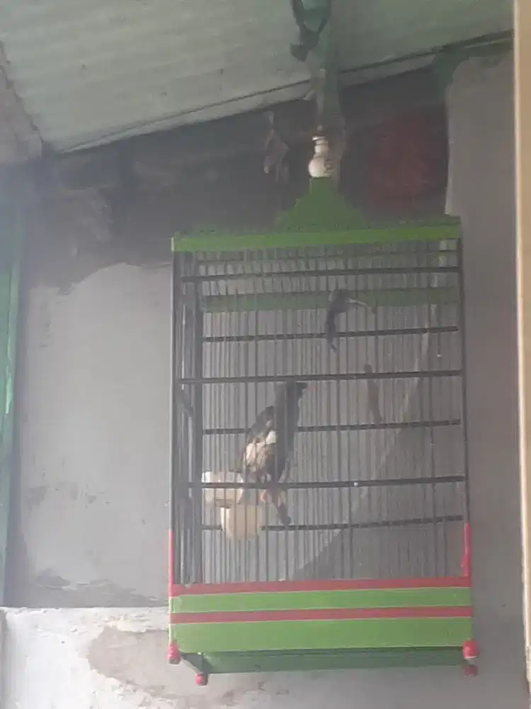 Jalak  kebo gacor dor
