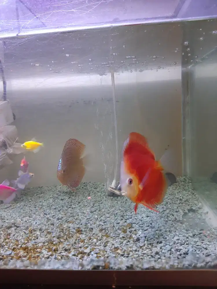 Jual cepat / jual butuh jual cepat 3 ikan discus