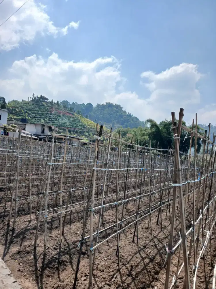 JUAL TANAH CEPAT
