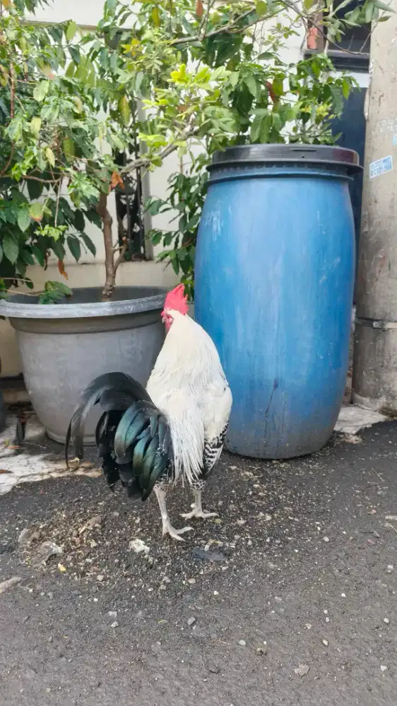 Ayam Arab Dewasa