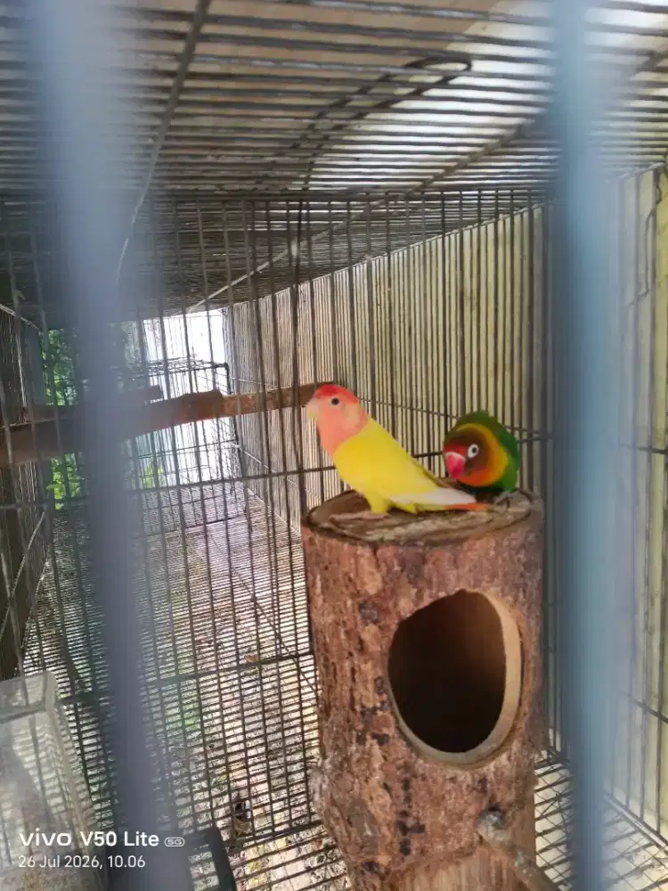 Burung Lovebired warna hijau dan kuning (2 ekor)