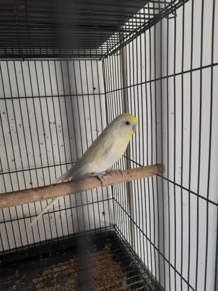 Burung parkit jantan