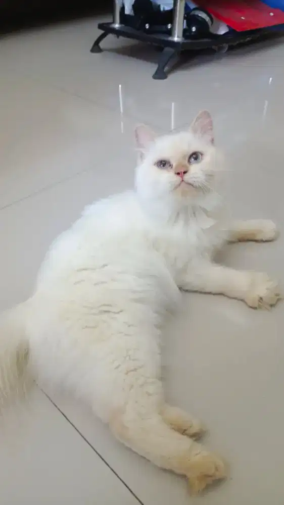 Kucing persia medium betina