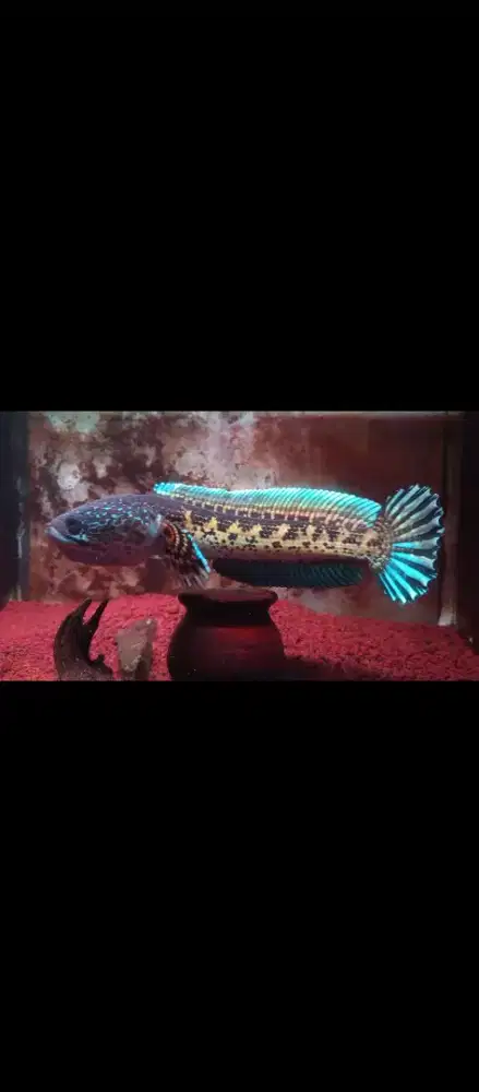 Channa auranti size 20cm