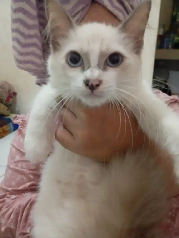 Kucing ragdol usia 4 bulan