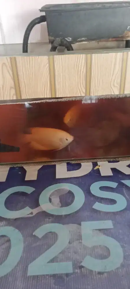 Aquarium plus plus