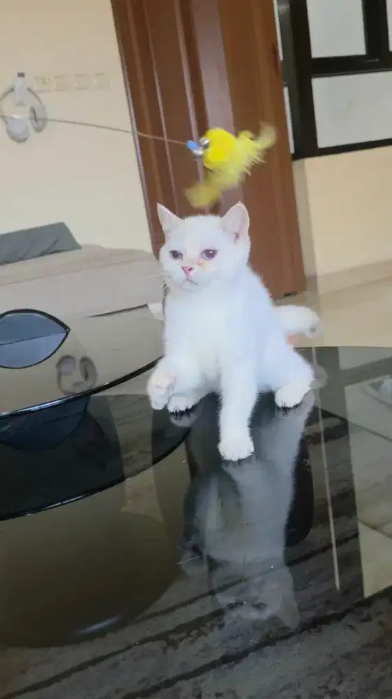 Kitten Langka BSH British Shorthair Albino Putih