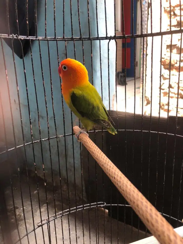 Lovebird betina