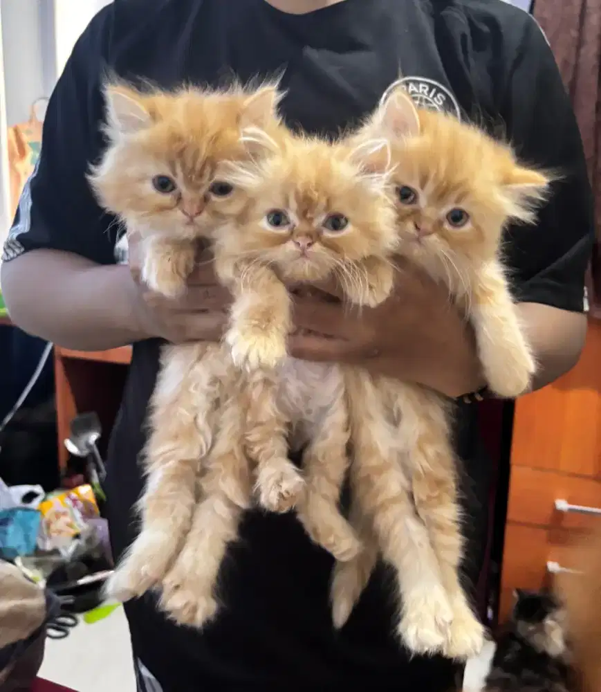 Kucing oren lucu