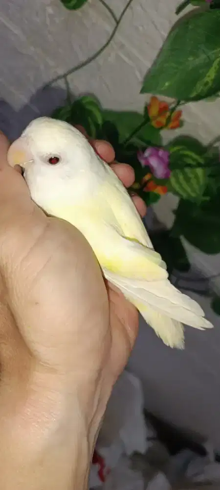 Lovebird NK creamino jinak