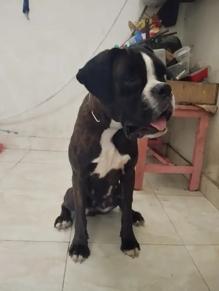 Anjing boxer brindle