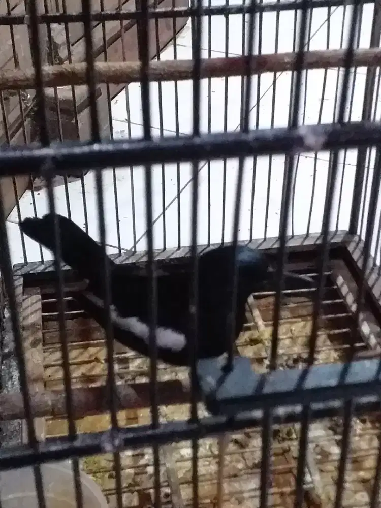 Kacer dada putih rawatan bunyi