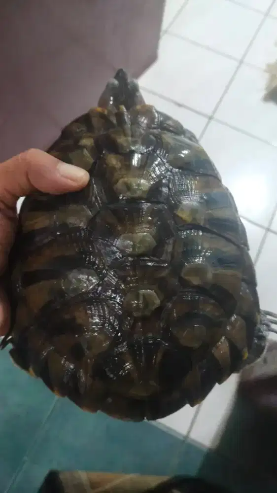 Kura kura rawatan